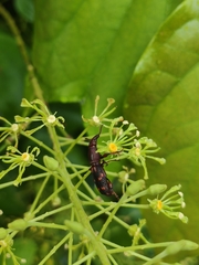Arrhenodini