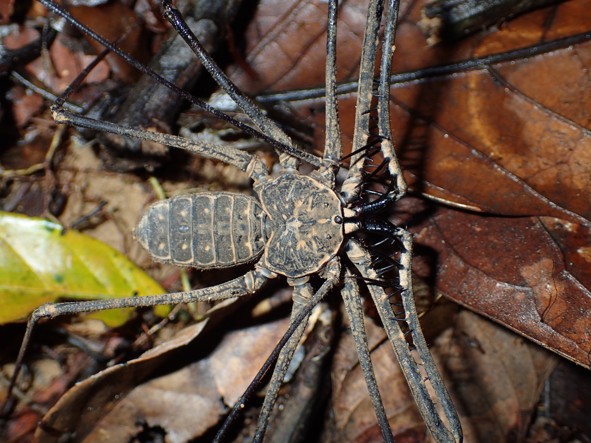 Heterophrynus batesii (Butler, 1873)