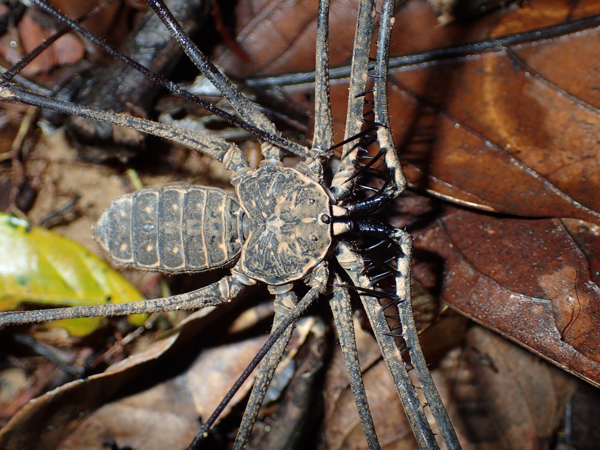 Heterophrynus batesii (Butler, 1873)