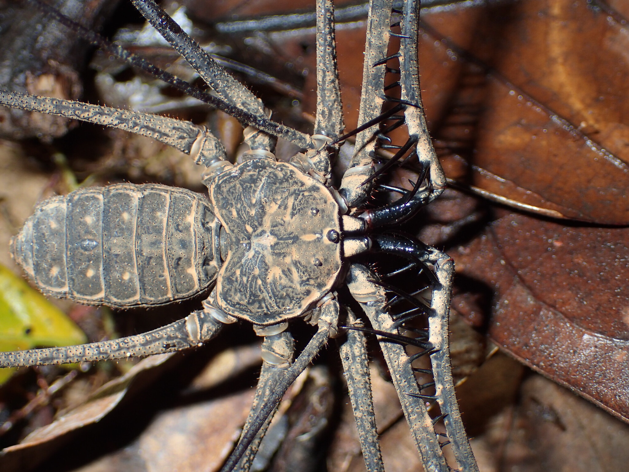 Heterophrynus batesii (Butler, 1873)