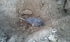 Thomomys umbrinus
