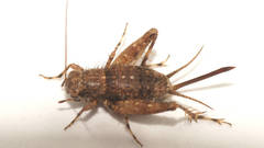 Calperum ottei