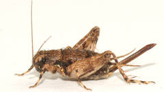 Calperum ottei