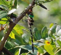 Macromia pacifica × taeniolata