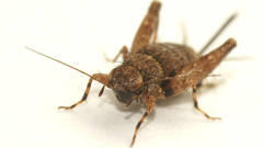 Calperum ottei