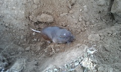 Thomomys umbrinus