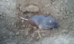 Thomomys umbrinus