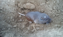 Thomomys umbrinus