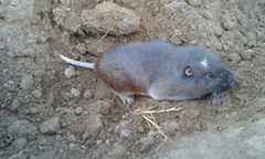 Thomomys umbrinus