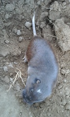 Thomomys umbrinus