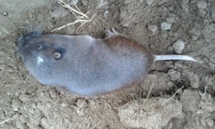 Thomomys umbrinus