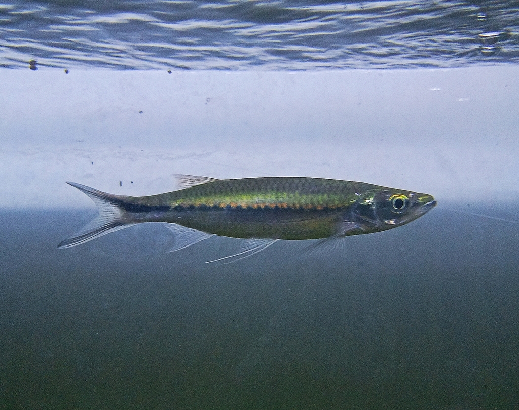 Apollo sharkminnow (Luciosoma trinema) — Cyprinidae