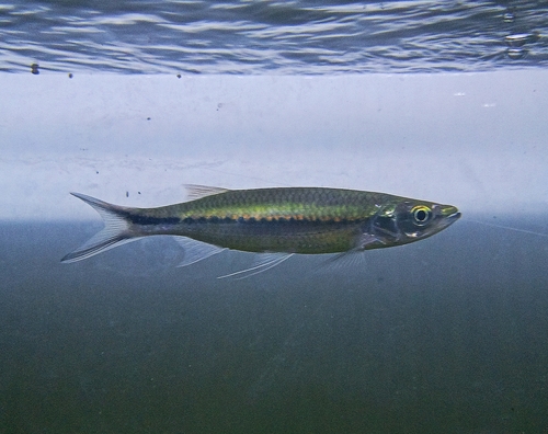 Apollo sharkminnow (Luciosoma trinema) — Cyprinidae