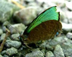 Arhopala borneensis