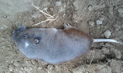 Thomomys umbrinus
