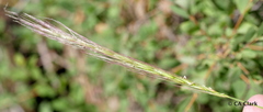 Elymus glaucus glaucus