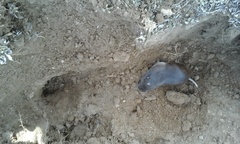Thomomys umbrinus