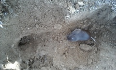 Thomomys umbrinus