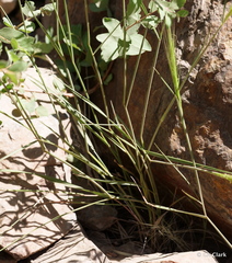 Elymus glaucus glaucus