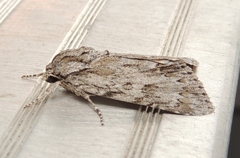 Acronicta longa