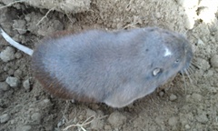 Thomomys umbrinus