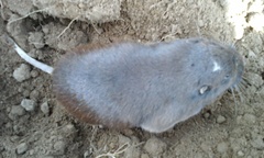 Thomomys umbrinus