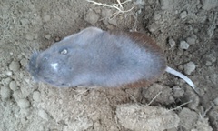 Thomomys umbrinus