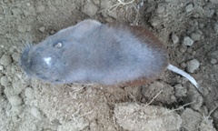 Thomomys umbrinus