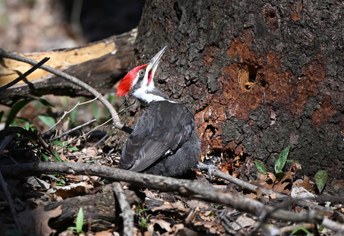 Pileated Woodpecker photographed in Indiana