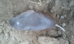 Thomomys umbrinus