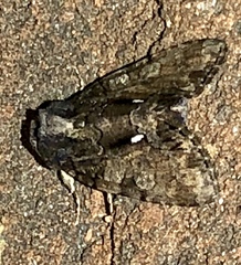 Chytonix
