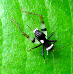 Rhicnogryllus bipunctatus
