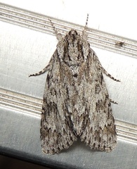 Acronicta longa