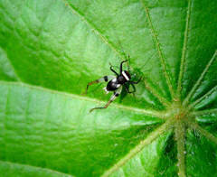 Rhicnogryllus bipunctatus