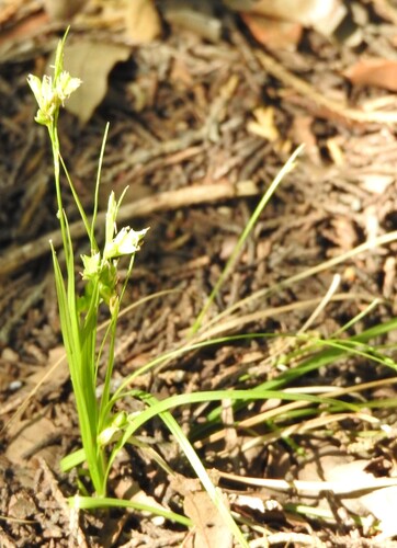 Image of Carex planostachys by (c) saltyhiker, some rights reserved (CC BY)
