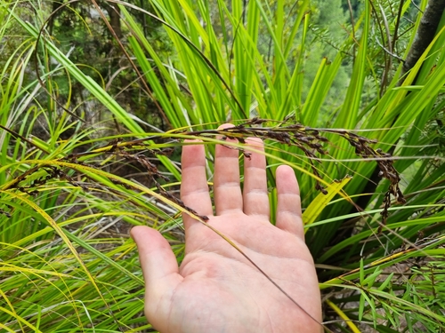Image of Gahnia pauciflora by (c) Benjamin Lavin, some rights reserved (CC BY)