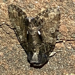 Chytonix