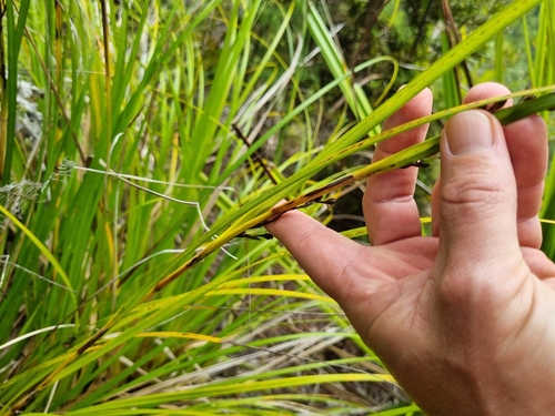 Image of Gahnia pauciflora by (c) Benjamin Lavin, some rights reserved (CC BY)