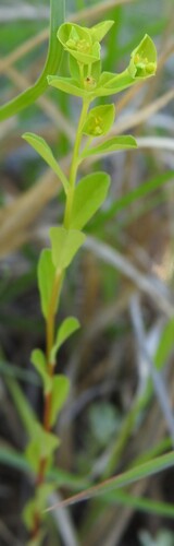 Image of Euphorbia spathulata by (c) saltyhiker, some rights reserved (CC BY)