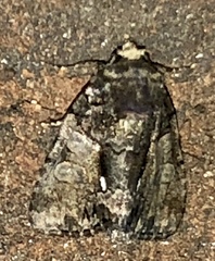 Chytonix