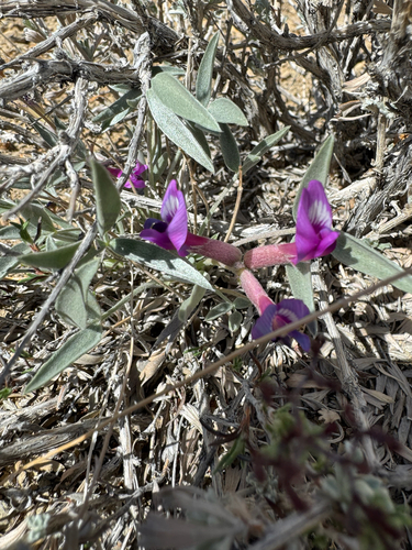 Ferron's Milkvetch (Astragalus musiniensis)