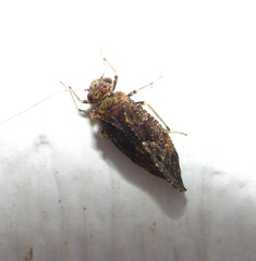 Myopsocidae