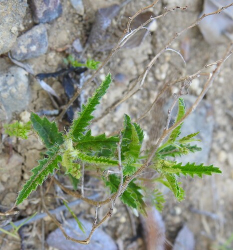 Image of Tragia ramosa by (c) saltyhiker, some rights reserved (CC BY)