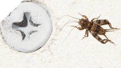Calperum ottei