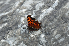 Polygonia faunus