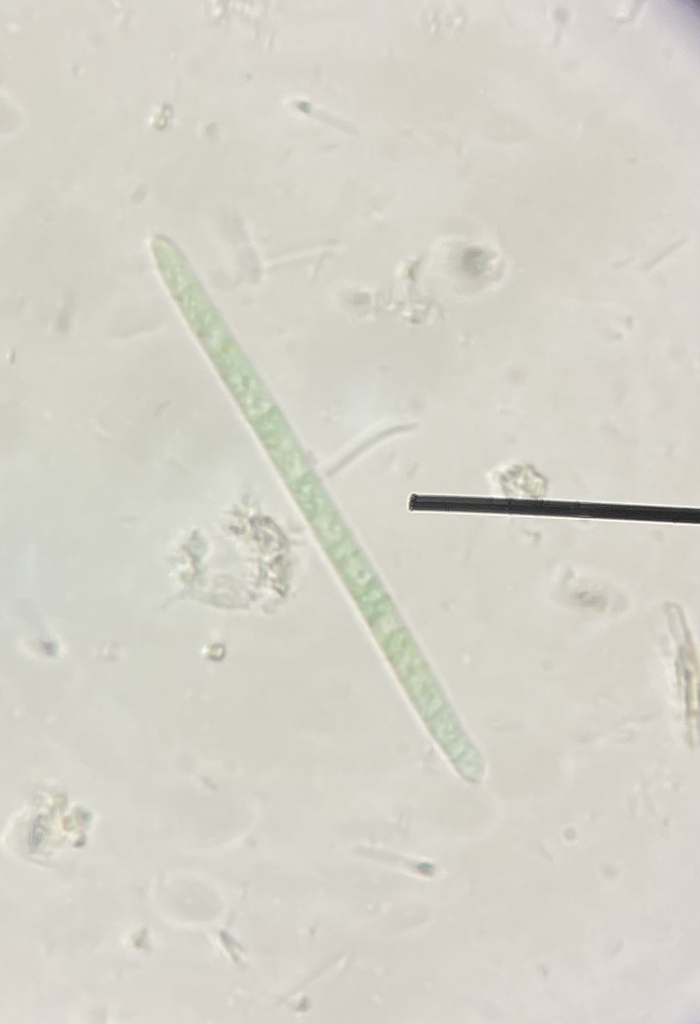 Oscillatoria simplicissima
