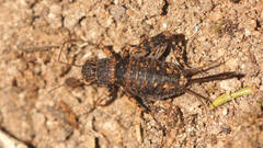Calperum ottei
