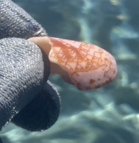 Oliva porphyria, 2025-04-16