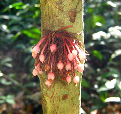 Saurauia rubens