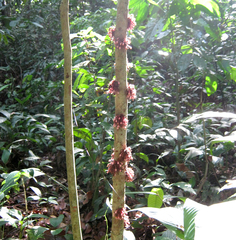 Saurauia rubens